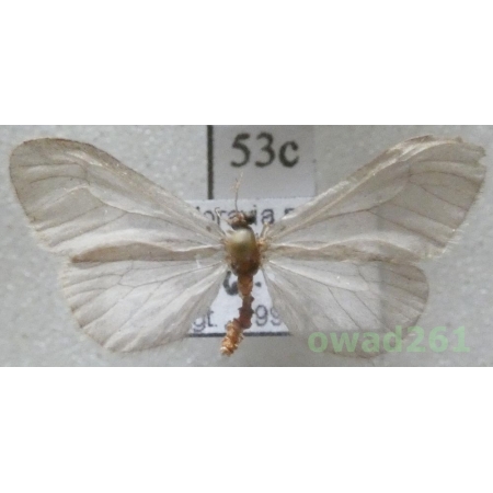 Sterrhopterix fusca (Haworth, 1809) Czech53c